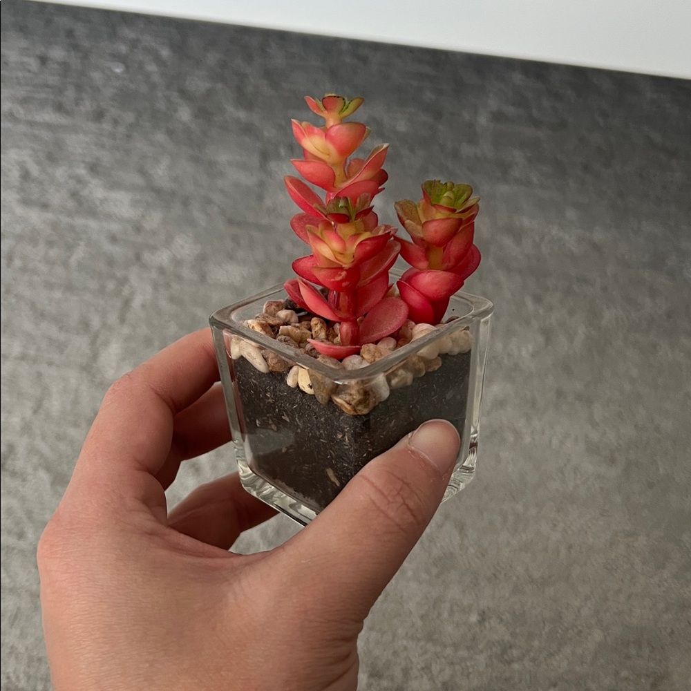 Mini Artificial Cactus in Glass Vase